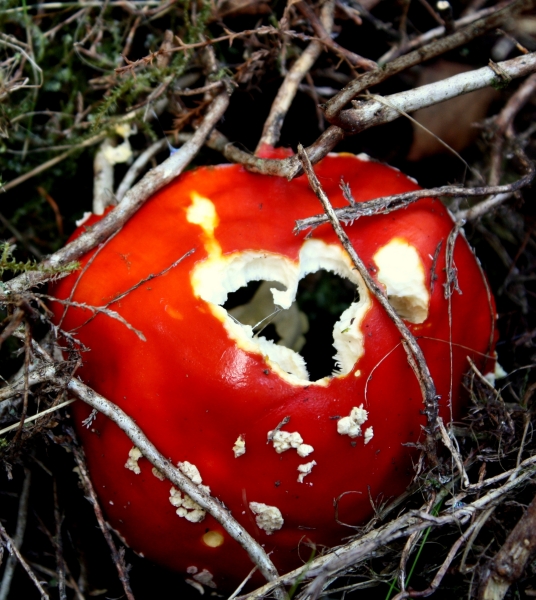 Ein Herz fuer Pilze - (c) M Brunnert.jpg